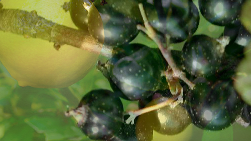 Lemon Blackcurrants