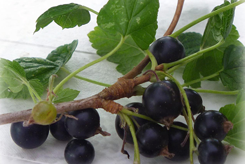 Ivg Forest Berries Ice Shortfill Blackcurrants