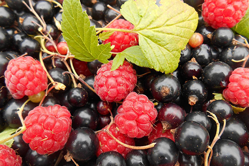 Ivg Forest Berries Ice Shortfill Red Cherries Blackcurrants Red Currants