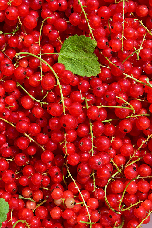 Ivg Forest Berries Ice Shortfill Red Currants